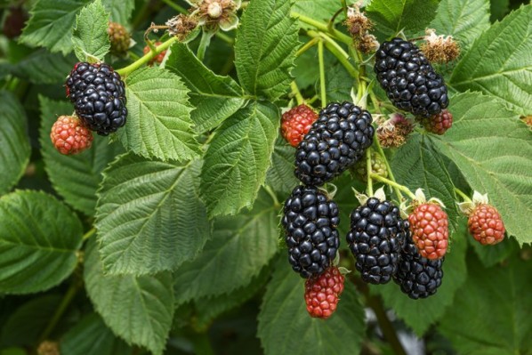 Mehrere Brombeeren hängen an einem Strauch