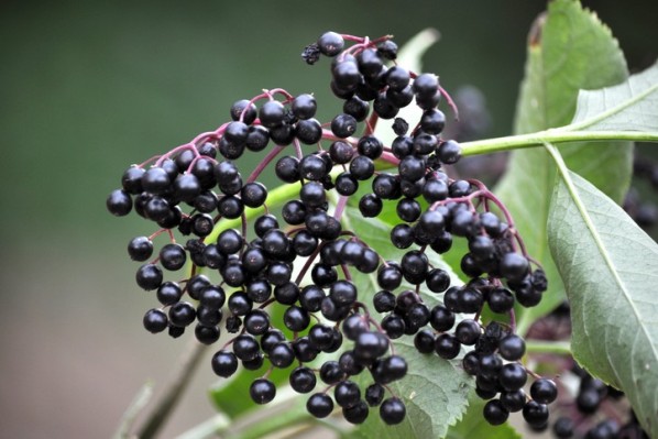 Holunderbeeren hängen an einem Strauch