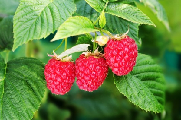 Drei Himbeeren hängen an einem Strauch