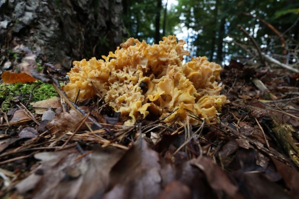 Huge edible Sparassis crispa wild fungus growing in pine forest.