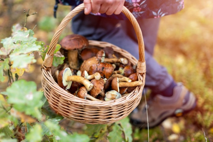 Eine Seniorin sitzt mit ihrem Enkel im Wald. Beide schauen sich an und lächeln. Der Junge zeigt seiner Oma einen Pilz, den er gesammelt hat.