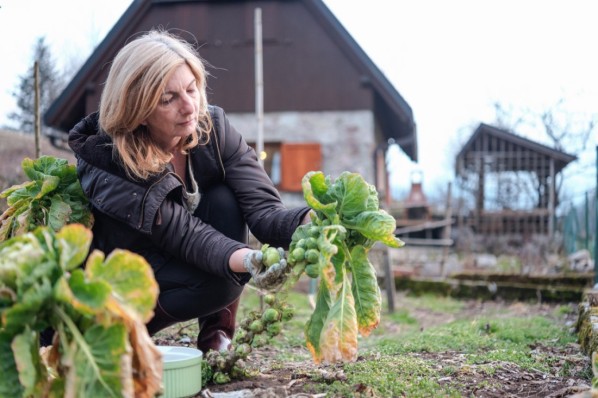 C-Content Regionale und saisonale Ernährung 5