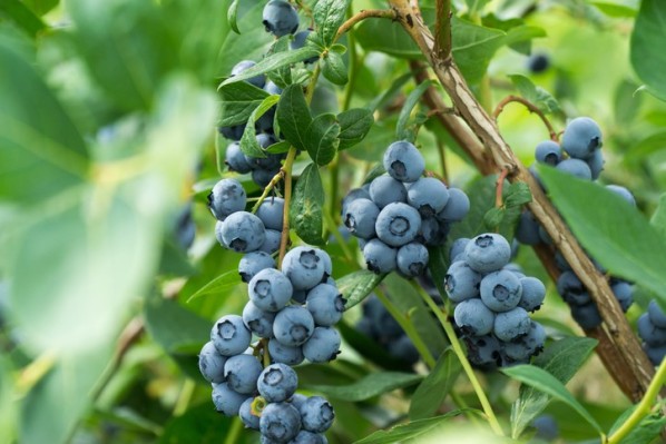 Heidelbeeren hängen an einem Strauch