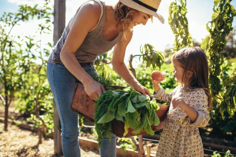 Eine Mutter reicht ihrer etwa 5 jährigen Tochter einen Korb mit frischem Gemüse aus dem Garten. Das Mädchen hat sich eine Tomate gegriffen und schaut sich diese genau an.