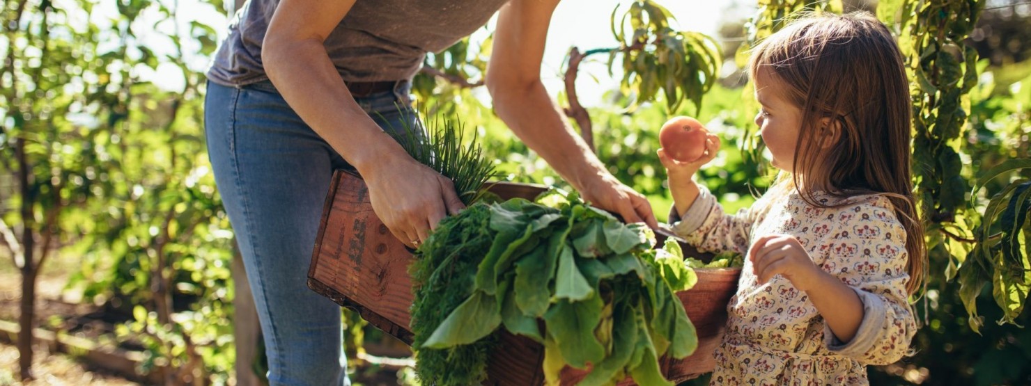 Eine Mutter reicht ihrer etwa 5 jährigen Tochter einen Korb mit frischem Gemüse aus dem Garten. Das Mädchen hat sich eine Tomate gegriffen und schaut sich diese genau an.