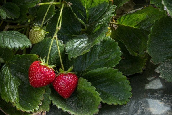 Zwei Erdbeeren hängen an einem Strauch