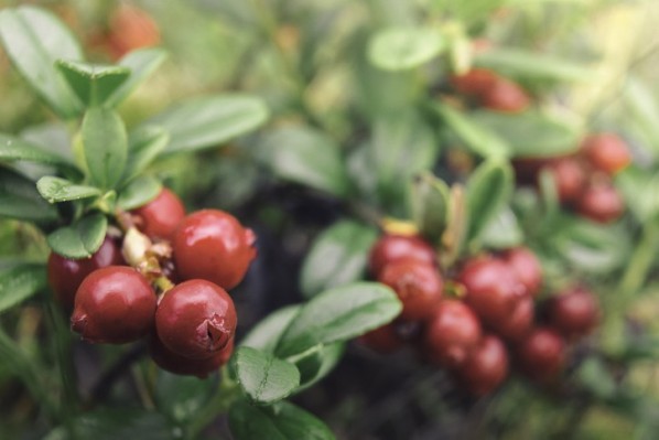 Preiselbeeren hängen an einem Strauch