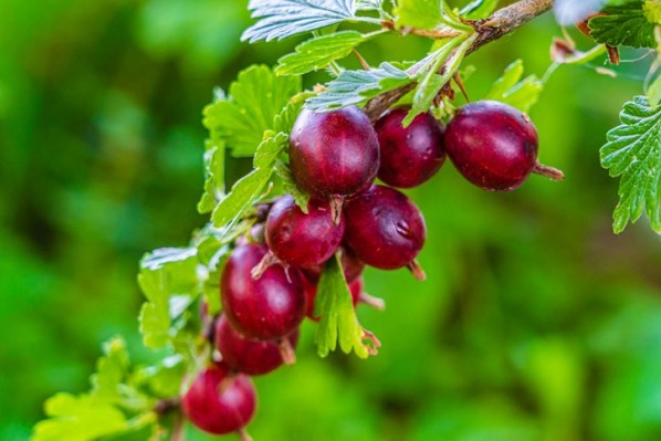 Stachelbeeren hängen an einem Strauch